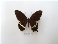 藏品(玉帶鳳蝶)的圖片